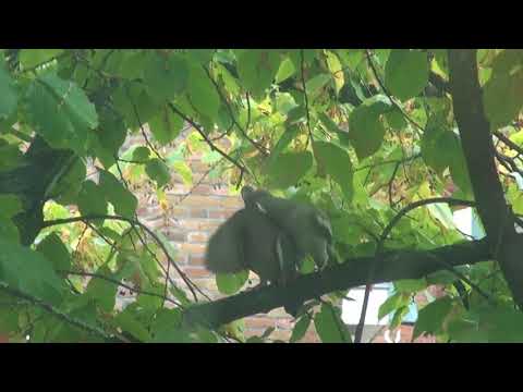 Dyr som elsker at kramme mennesker og andre dyr