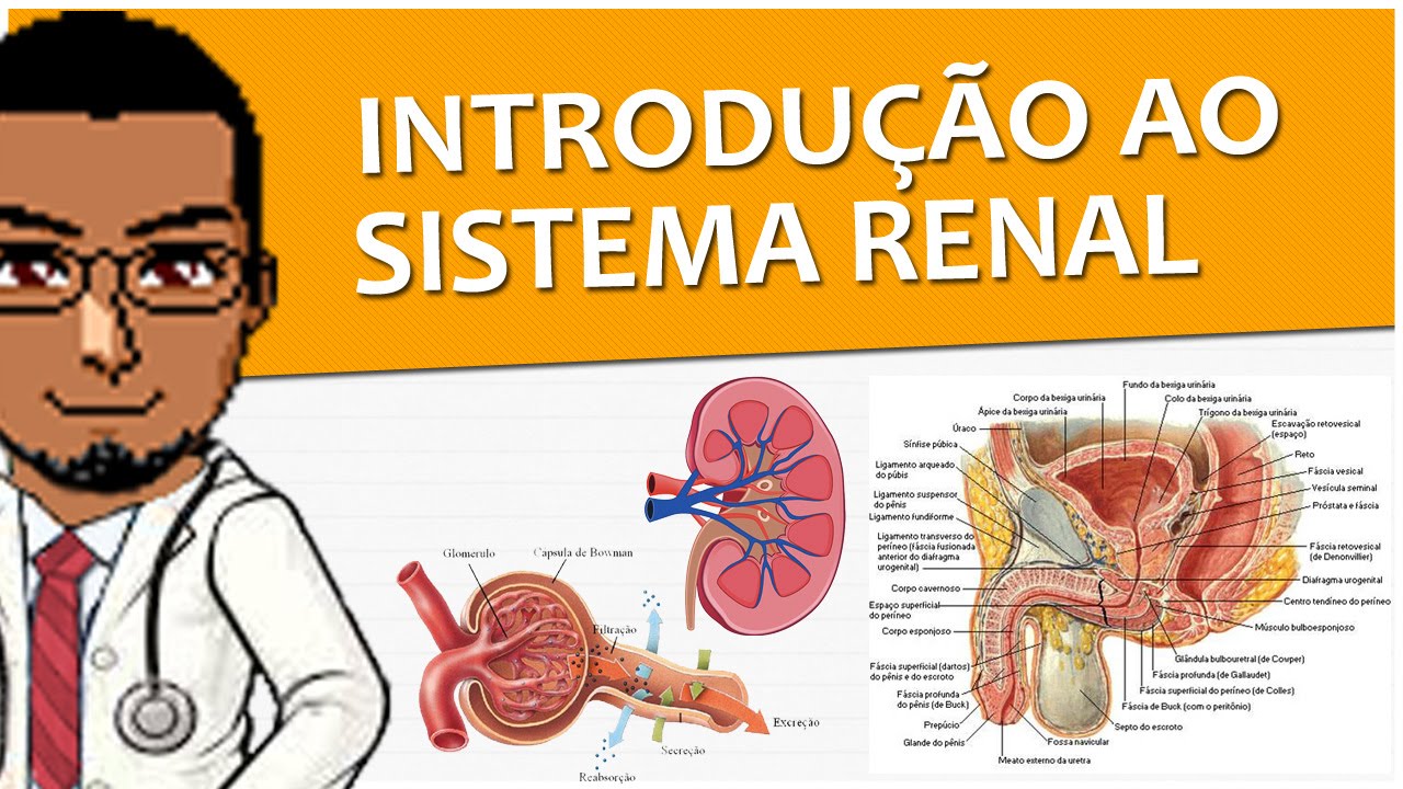 Sistema Excretor / Renal / Urinário 01 - Introdução e Anatomia (Rins, ureteres, bexiga, uretra) P1