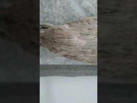 Mariposa/(Spodoptera eridânia) Stoll. [Leitura na Descrição]#insects