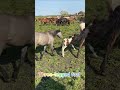Three-legged foal