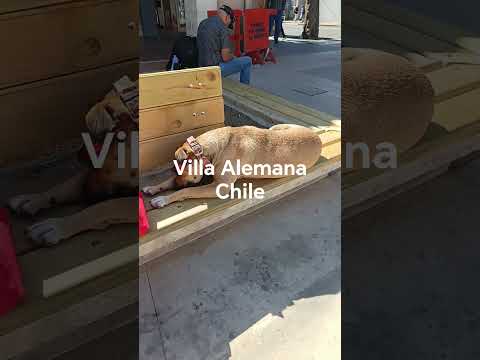 HACHECE +TV VILLA ALEMANA, V REGIÓN CHILE 16112025