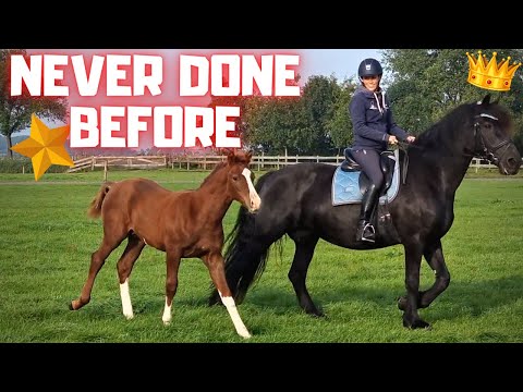 We've never done this before! Queen👑Uniek and Rising Star⭐ love it! Weaning Part 2 | Friesian Horses