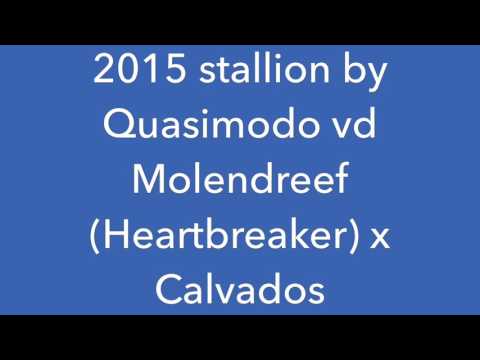 *** SOLD *** 2015 stallion by Quasimodo vd Molendreef (Heartbreaker) x Calvados