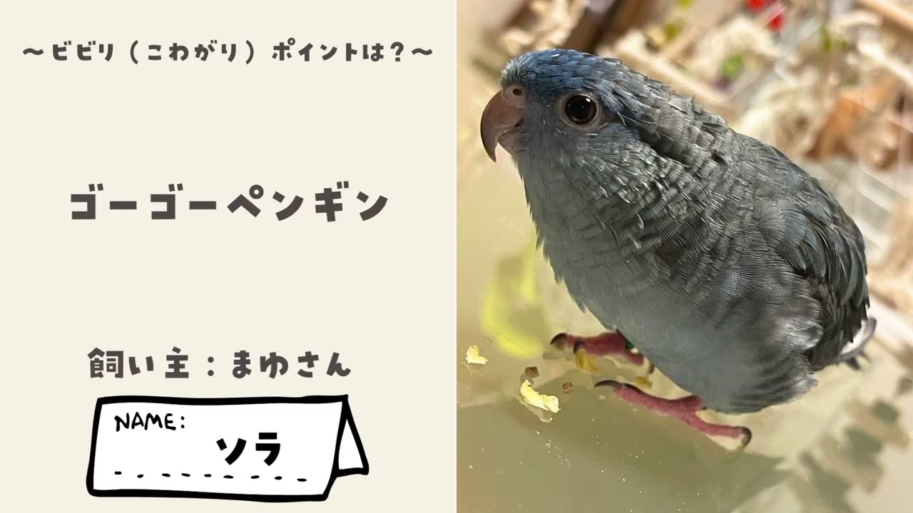 【みんなの愛鳥紹介】見て！見て！ウチの子（2026年3月）