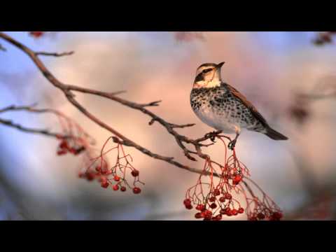 Hokkaido Feat Ange - Hear To Stay (Original Dub)