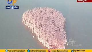 Stunning Video with Pink Flamingos | on Lake Karakol | Becomes Popular in Kazakhstan