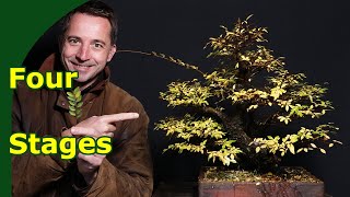 Download lagu Bonsai Development in 4 distinct stages mp3