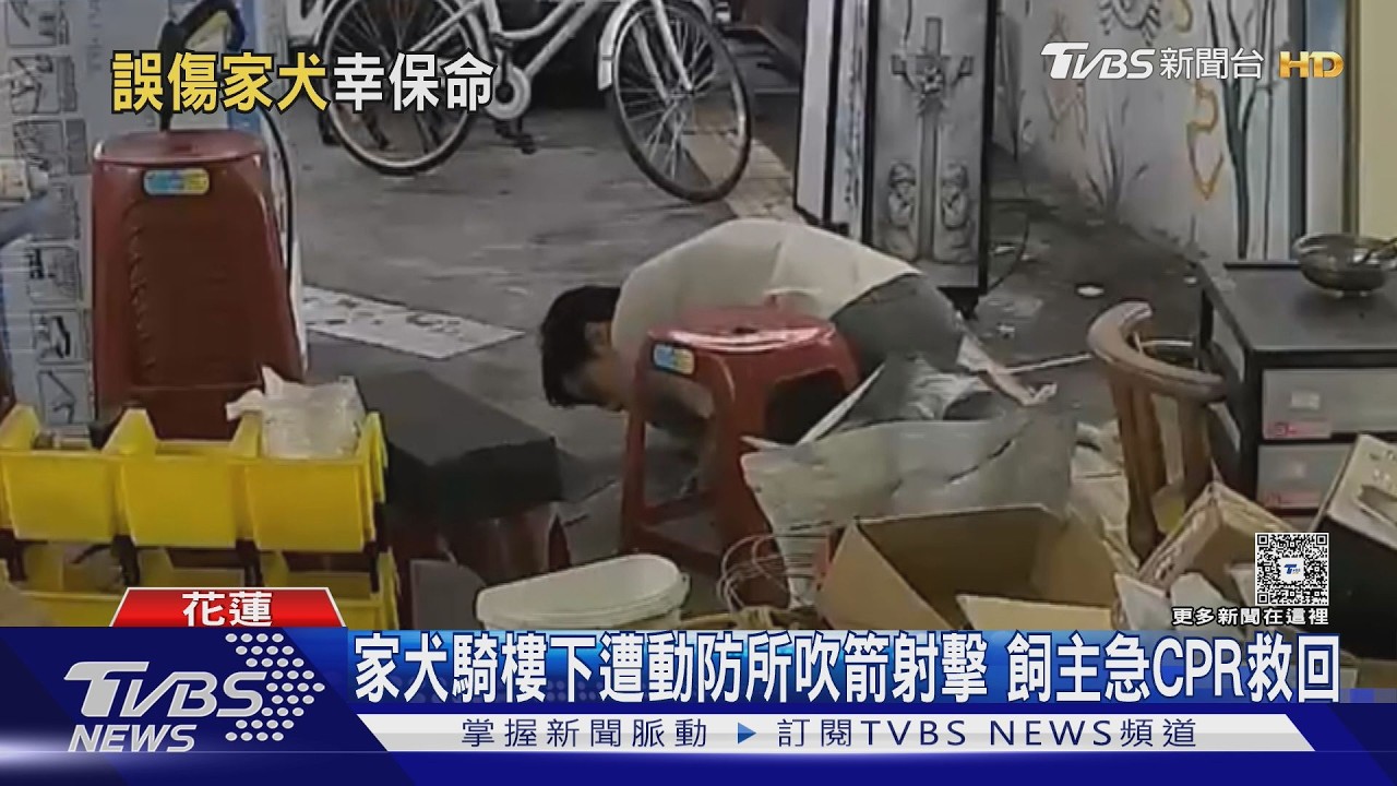 影音／家犬騎樓遭吹箭「心跳幾乎停止」　飼主怒：根本隨機獵殺