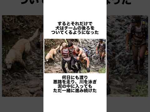 5人目のチームメイトになった野良犬#いぬ#感動#雑学