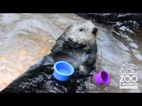 Sea Otters Are Quite Clever!