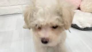 ハーフ犬の動画01