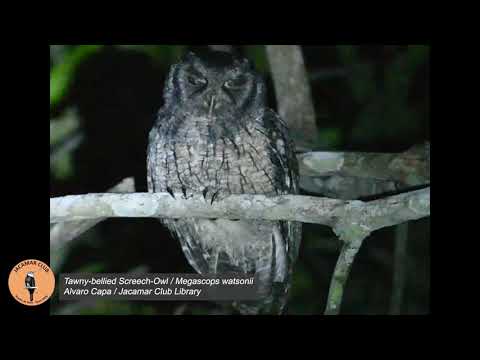 Tawny-bellied Screech-Owl — Megascops watsonii — hlas a video