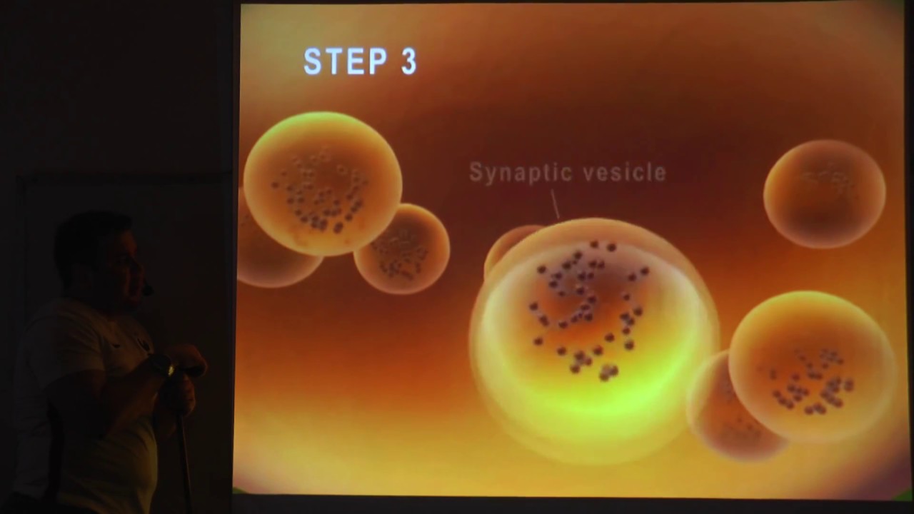Contração do Músculo Estriado Esquelético - Acoplamento excitação-contração.