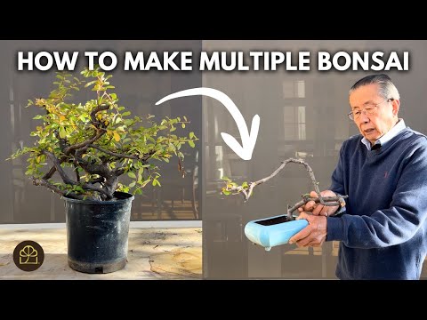How to Turn ONE Pyracantha Shrub into Multiple Bonsai Trees