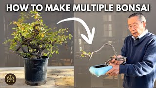 How to Turn ONE Pyracantha Shrub into Multiple Bonsai Trees