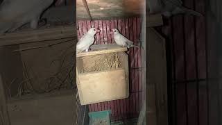 Download lagu New jawa liaye😍 #shortvideo #birdslover #birds #birdsandpetslover #youtube mp3