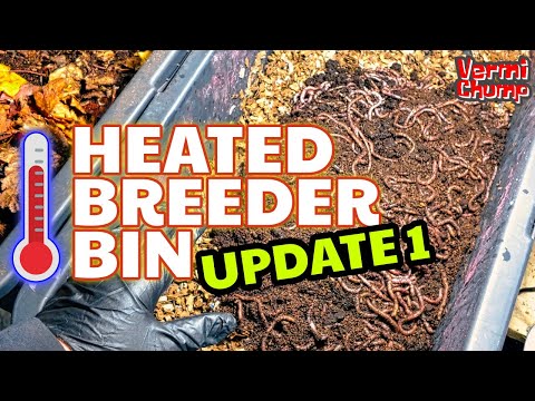 Heated Worm Breeder Bin - Update 1