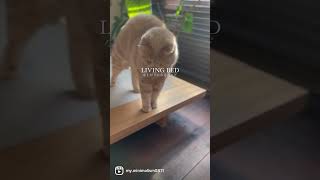 小上がりのある暮らし-Short Movie