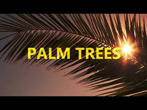 Tyron - Palm Trees