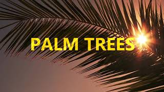 Tyron - Palm Trees