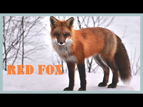 Red fox sounds & calls! Strange sounds and barking call made by a fox!