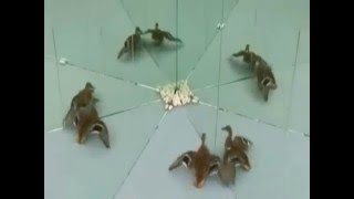 Amazed animals surprised by the mirror.