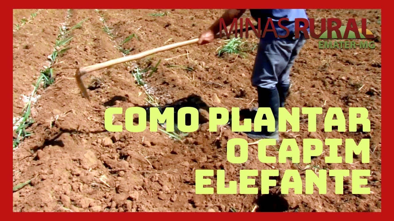 Dica Técnica: Como plantar o capim elefante (16/11/19)