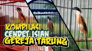 Download lagu Suara Burung Cendet Isian Gereja Tarung Panjang Bagus Untuk Masteran Trotol Atau Bahan mp3