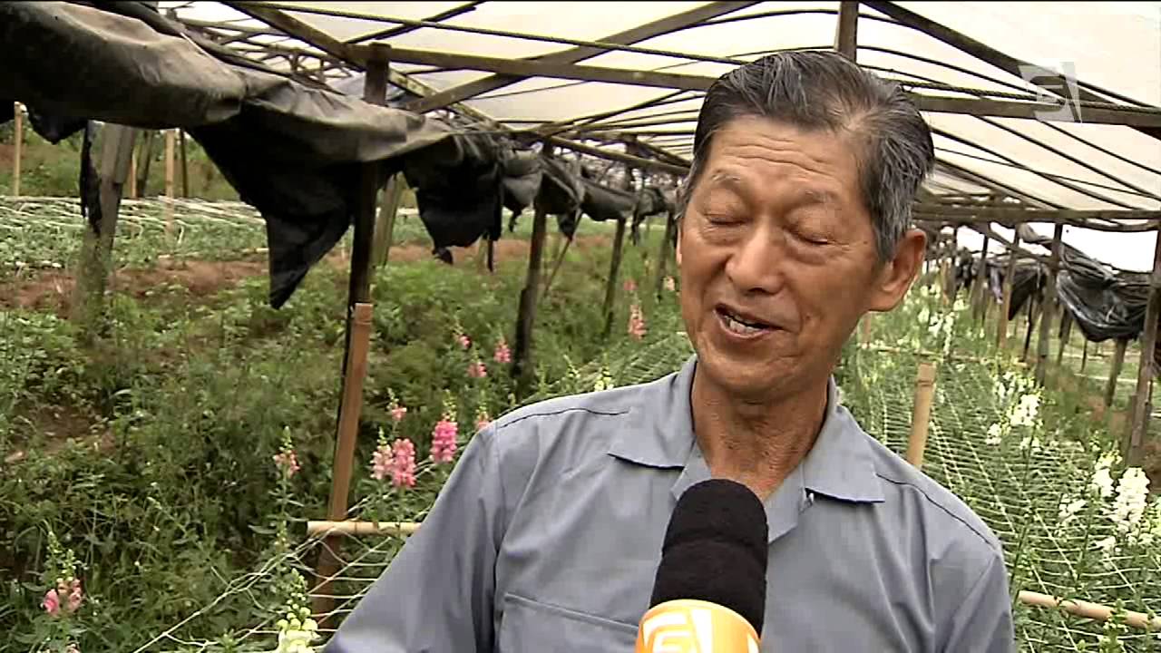 Chácaras produzem flores na região de Itaquera