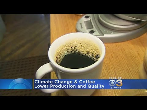 Study: Climate Change Could Have Significant Effect On Coffee