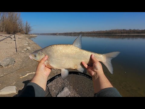 Márciusi lapát Dévérek és leány koncérok a Dunából. A folyó lassan ébredezik téli álmából.