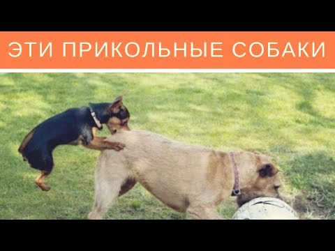 Эти прикольные собаки. Ржачное видео