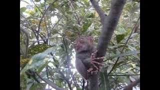 preview picture of video 'Feeding Tarsier Monkey Bohol'