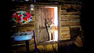 Просмотр ловля пушнины в тайге