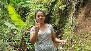 Download lagu Look for flowerhorn fish in rivers, the place is still natural, never electrocuted, automatic fis... mp3 Download lagu Look for flowerhorn fish in rivers, the place is still natural, never electrocuted, automatic fis... mp3