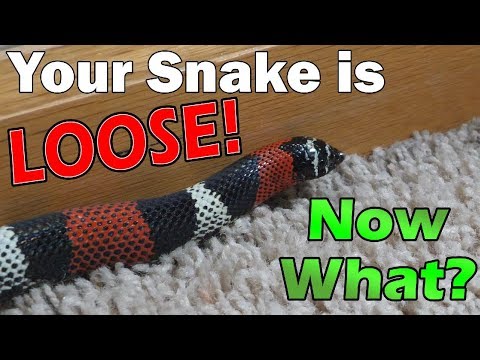 What to do if your Snake Escapes