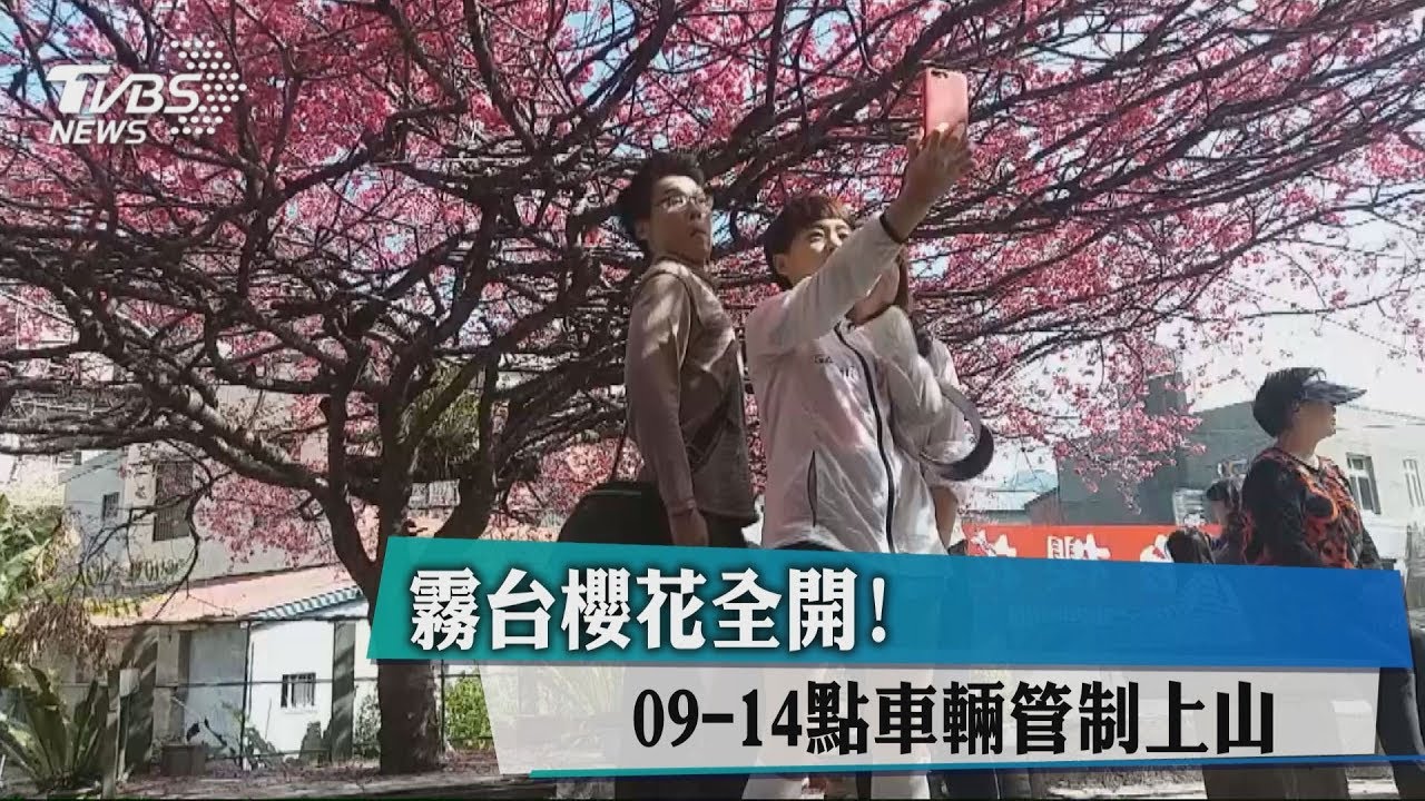 霧台櫻花全開! 09-14點車輛管制上山