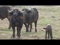 Newborn Cape Buffalo Mingles With Herd