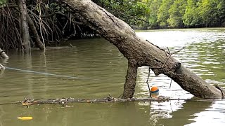 Download lagu Diserang segerombolan ikan penunggu akar pohon bakau! Mancing kakap putih mp3