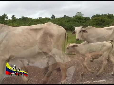 Venezuela Documental 10 ESTEROS DE CAMAGUAN en español