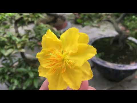 Ae tham khảo bón phân hữu cơ định kỳ