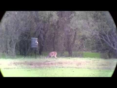 Norma Golden Target bullet for HUNTING?!