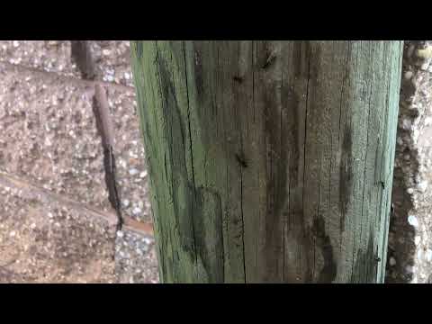 Carpenter Ants Hiding in the Fence Post in...