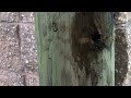 Carpenter Ants Hiding in the Fence Post in Millstone, NJ