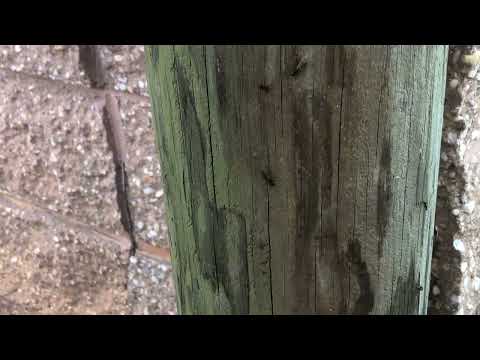 Carpenter Ants Hiding in the Fence Post in Millstone, NJ