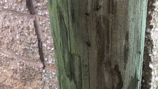 Watch video: Carpenter Ants Hiding in the Fence Post in Millstone, NJ