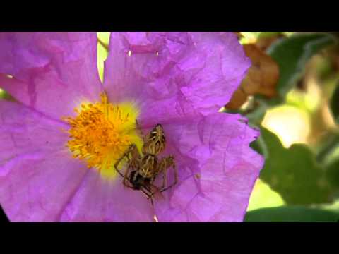 Aus der Luft gegriffen (Spinne fängt Bienchen)