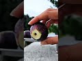 How To Dry Figs At Home In Urdu Hindi Figs Dryfigs Harvest Plants Harvesting Dryfruits Gaming