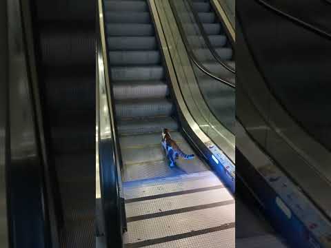 Cat at Sabiha Gokcen Airport Escalator - Original non-edited version