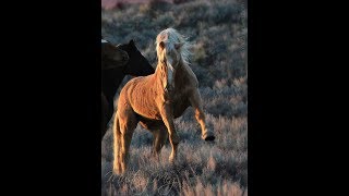 Wild Horses - Now We Are Free